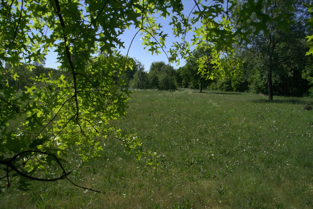 de Vlinderstichting